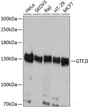 Western blot analysis of extracts of various cell lines using MOGS Polyclonal Antibody at dilution of 1:3000.