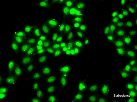Immunofluorescence analysis of NIH/3T3 cells using JAG1 Polyclonal Antibody at dilution of 1:100. Blue: DAPI for nuclear staining.