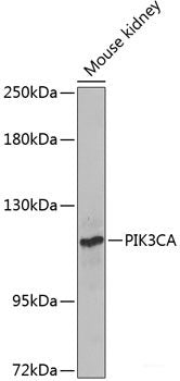 Immunofluorescence analysis of U-2 OS cells using Mitofusin 2 Polyclonal Antibody at dilution of 1:100. Blue: DAPI for nuclear staining.