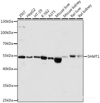 Western blot analysis of extracts of various cell lines using RAB7A Polyclonal Antibody at dilution of 1:3000.