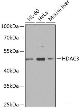 Western blot analysis of extracts of various cell lines using HLA-B Polyclonal Antibody at dilution of 1:3000.