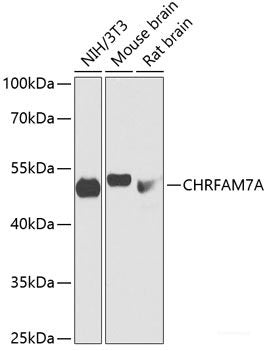 Western blot analysis of extracts of Rat brain using PLCH1 Polyclonal Antibody at dilution of 1:3000.