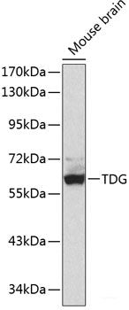Western blot analysis of extracts of various cell lines using CHCHD6 Polyclonal Antibody at dilution of 1:3000.