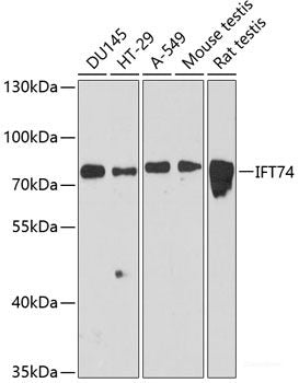 Western blot analysis of extracts of various cell lines using DLL4 Polyclonal Antibody at dilution of 1:3000.
