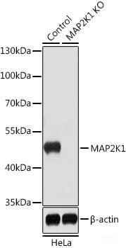 Western blot analysis of extracts of various cell lines using HSP70 Polyclonal Antibody at dilution of 1:3000.