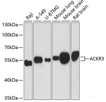 Western blot analysis of extracts of Mouse pancreas using LEP Polyclonal Antibody at dilution of 1:1000.