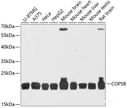Western blot analysis of extracts of various cell lines using ELANE Polyclonal Antibody at dilution of 1:3000.