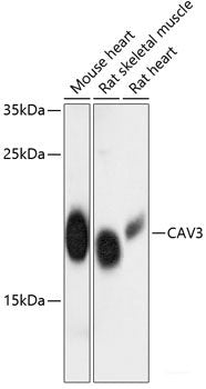 Immunohistochemistry of paraffin-embedded Rat brain using MTNR1A Polyclonal Antibody at dilution of 1:100 (40x lens).