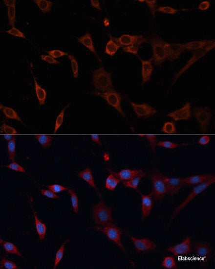 Western blot analysis of extracts of various cell lines using MAPK12 Polyclonal Antibody at dilution of 1:10000.