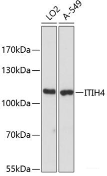 Western blot analysis of extracts of various cell lines using ITGA8 Polyclonal Antibody at dilution of 1:3000.