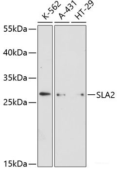 Western blot analysis of extracts of various cell lines using BET1 Polyclonal Antibody at dilution of 1:3000.
