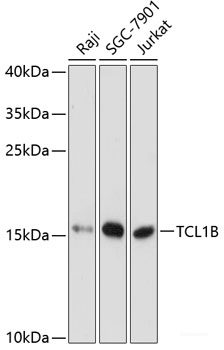 Western blot analysis of extracts of various cell lines using UBAC1 Polyclonal Antibody at dilution of 1:3000.
