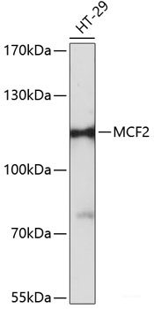 Western blot analysis of extracts of various cell lines using DNAJB4 Polyclonal Antibody at dilution of 1:3000.