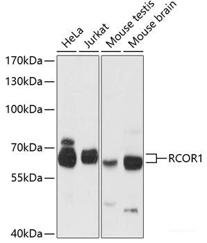 Western blot analysis of extracts of various cell lines using NUP160 Polyclonal Antibody at dilution of 1:3000.