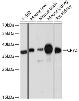 Western blot analysis of extracts of various cell lines using LARP7 Polyclonal Antibody at dilution of 1:3000.