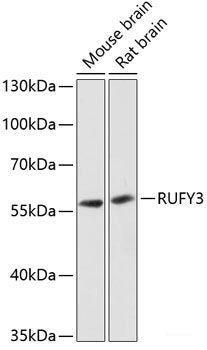 Western blot analysis of extracts of various cell lines using GOLPH3 Polyclonal Antibody at dilution of 1:3000.