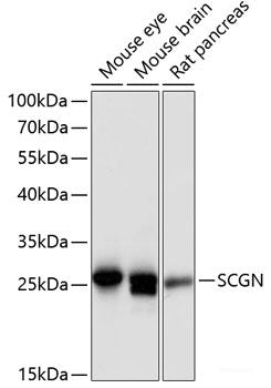 Western blot analysis of extracts of various cell lines using TINAGL1 Polyclonal Antibody at dilution of 1:3000.