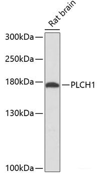 Western blot analysis of extracts of various cell lines using CDK5RAP3 Polyclonal Antibody at dilution of 1:3000.