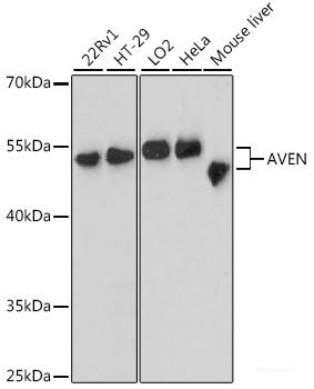 Western blot analysis of extracts of various cell lines using VPS25 Polyclonal Antibody at dilution of 1:3000.
