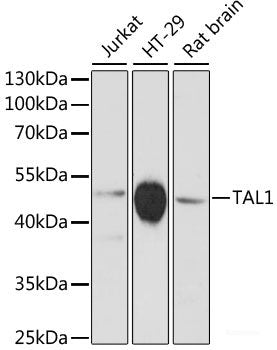 Immunofluorescence analysis of NIH-3T3 cells using USE1 Polyclonal Antibody at dilution of 1:100 (40x lens). Blue: DAPI for nuclear staining.