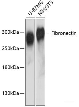 Immunofluorescence analysis of Rat oophoroma cells using ZP3 Polyclonal Antibody at dilution of 1:100. Blue: DAPI for nuclear staining.