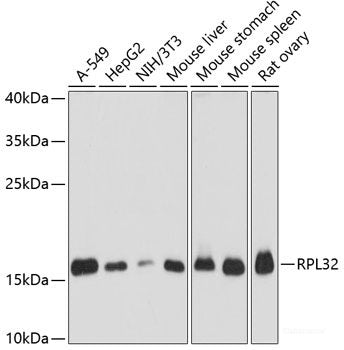Western blot analysis of extracts of various cell lines using RBM11 Polyclonal Antibody at dilution of 1:3000.