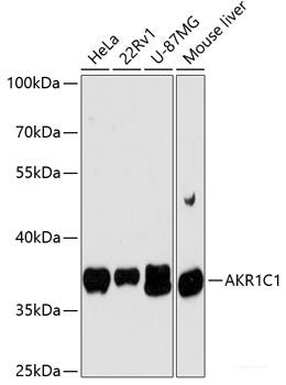 Western blot analysis of extracts of various cell lines using LARP1B Polyclonal Antibody at dilution of 1:3000.