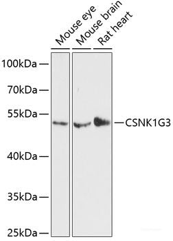 Western blot analysis of extracts of various cell lines using SYNE3 Polyclonal Antibody at dilution of 1:3000.
