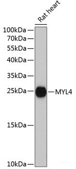Western blot analysis of extracts of various cell lines using TNFRSF11B Polyclonal Antibody at dilution of 1:3000.