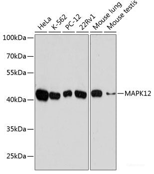 Western blot analysis of extracts of various cell lines using TSPAN8 Polyclonal Antibody at dilution of 1:3000.