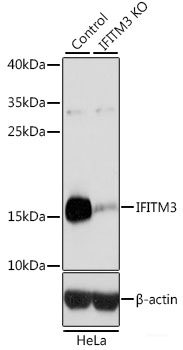 Immunofluorescence analysis of A549 cells using CST1 Polyclonal Antibody