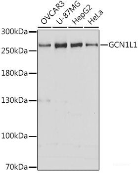 Western blot analysis of extracts of various cell lines using DHODH Polyclonal Antibody at dilution of 1:1000.