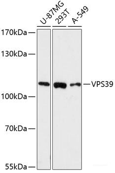 Western blot analysis of extracts of various cell lines using EIF4B Polyclonal Antibody at dilution of 1:1000.