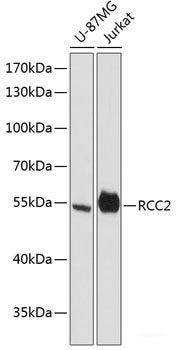 Immunohistochemistry of paraffin-embedded Mouse testis using KLKB1 Polyclonal Antibody at dilution of 1:200 (40x lens).
