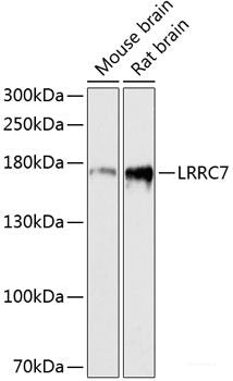 Western blot analysis of extracts of various cell lines using MDM2 Polyclonal Antibody at dilution of 1:1000.
