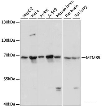 Immunofluorescence analysis of U2OS cells using POLR2H Polyclonal Antibody
