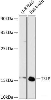 Immunohistochemistry of paraffin-embedded Rat liver using PYCR1 Polyclonal Antibody at dilution of 1:200 (40x lens).