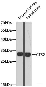 Western blot analysis of extracts of various cell lines using YWHAZ Polyclonal Antibody at dilution of 1:1000.