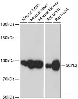 Immunofluorescence analysis of MCF7 cells using EIF3H Polyclonal Antibody