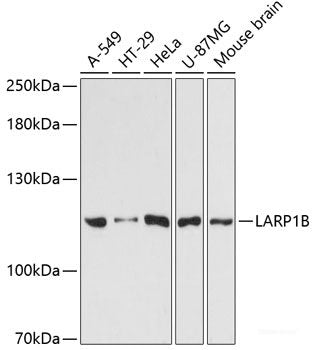 Immunofluorescence analysis of A549 cells using CFHR3 Polyclonal Antibody