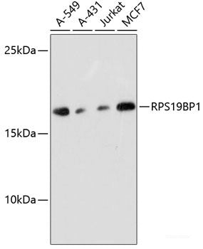 Immunofluorescence analysis of HeLa cells using COPS5 Polyclonal Antibody