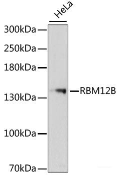 Immunohistochemistry of paraffin-embedded Rat brain using ZNF346 Polyclonal Antibody at dilution of 1:100 (40x lens).