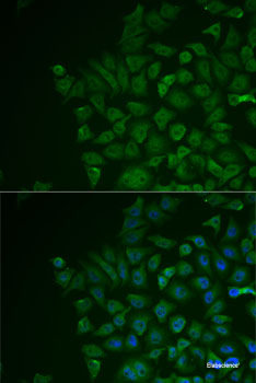Immunofluorescence analysis of A549 cells using INTS10 Polyclonal Antibody