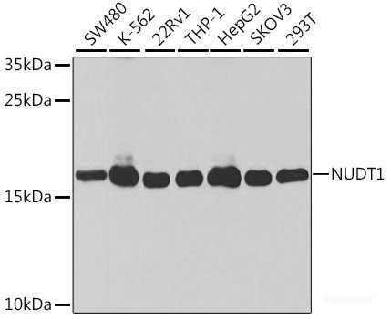 Western blot analysis of extracts of Rat brain using CHD2 Polyclonal Antibody at dilution of 1:1000.