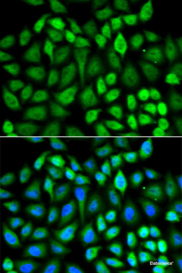 Western blot analysis of extracts of various cell lines using EHHADH Polyclonal Antibody at dilution of 1:1000.