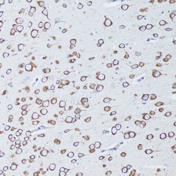 Western blot analysis of extracts of various cell lines using NEDD8 Polyclonal Antibody at dilution of 1:1000.
