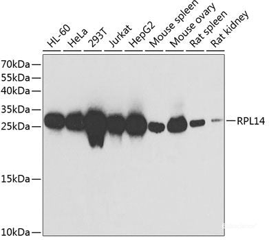 Western blot analysis of extracts of various cell lines using PRDX1 Polyclonal Antibody at dilution of 1:1000.