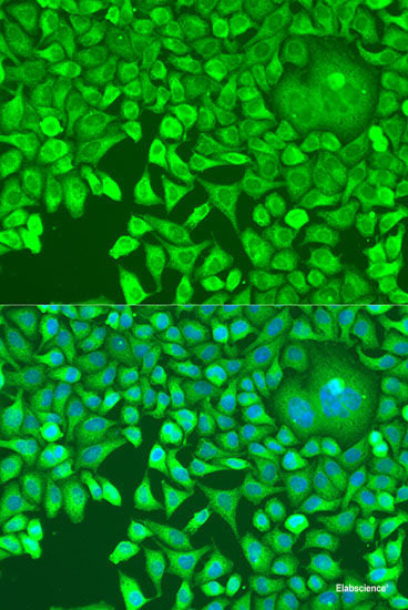 Immunofluorescence analysis of U2OS cells using PSG1 Polyclonal Antibody