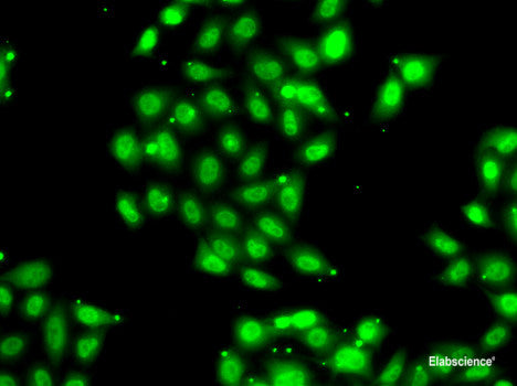Western blot analysis of extracts of various cell lines using PSMA6 Polyclonal Antibody at dilution of 1:1000.