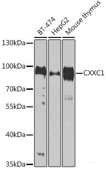 Immunohistochemistry of paraffin-embedded Rat testis using USP7 Polyclonal Antibody at dilution of 1:100 (40x lens).